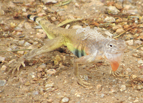 zebra-tailed lizard